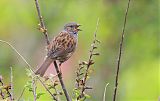 Dunnock